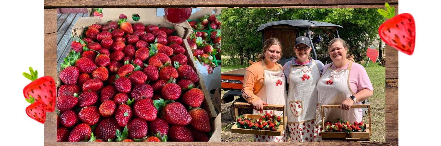 strawberry picking collage