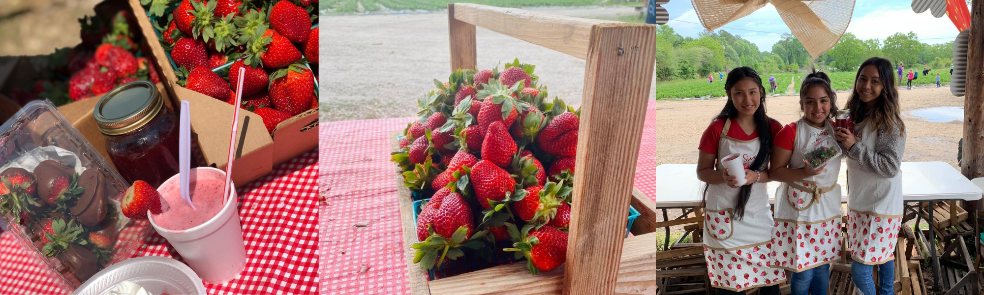 chocolate covered strawberries, strawberry smoothie, and girls holding fresh strawberries from the field