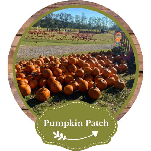 explore our pumpkin patch 