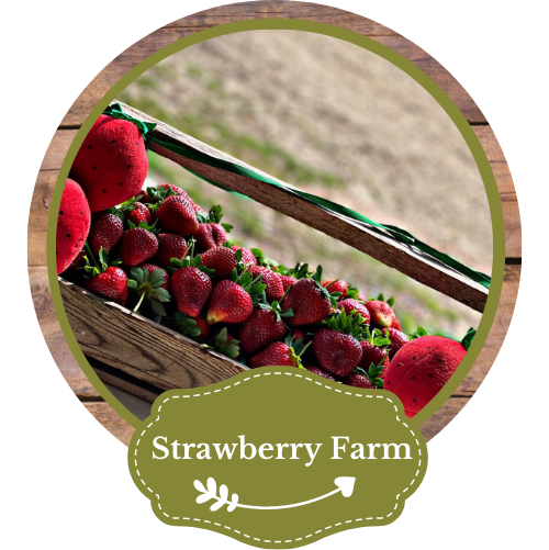 explore our strawberry farm 